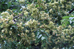 Terminalia alata